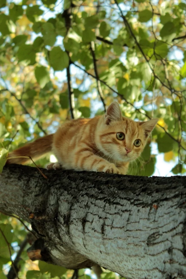 кот, взгляд, усы