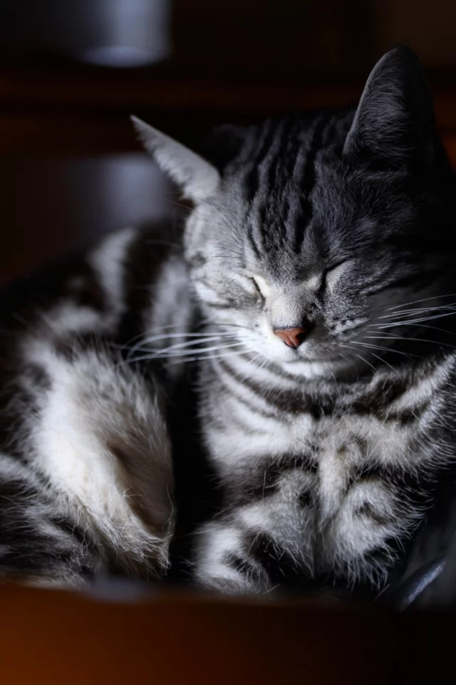 кот, спит
