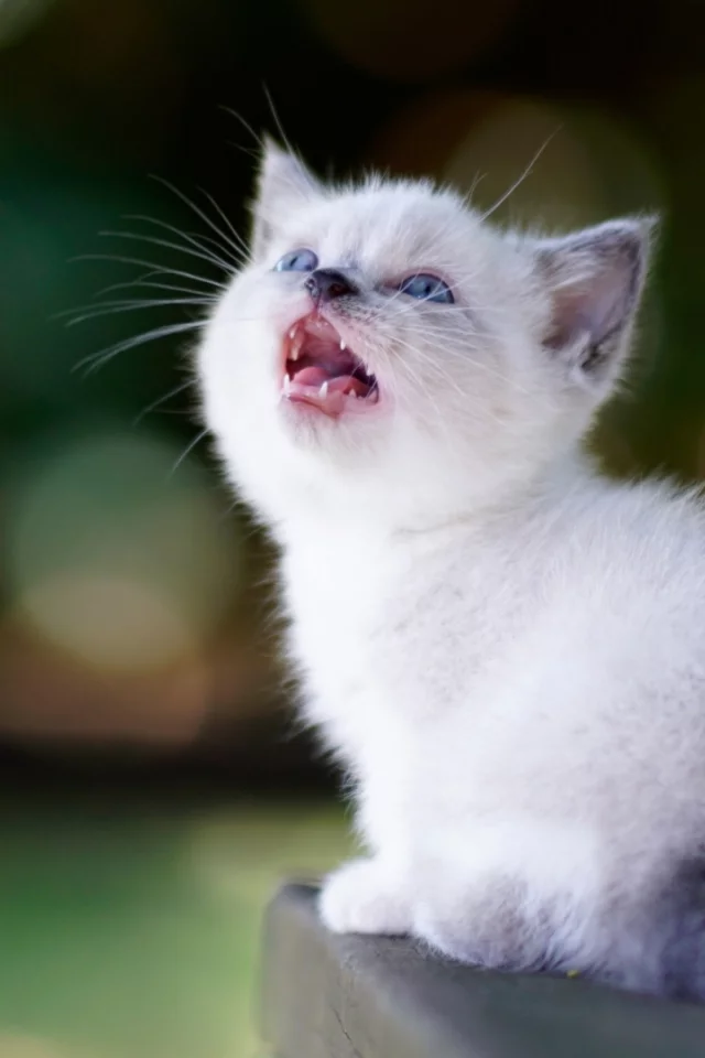 котёнок, маленький