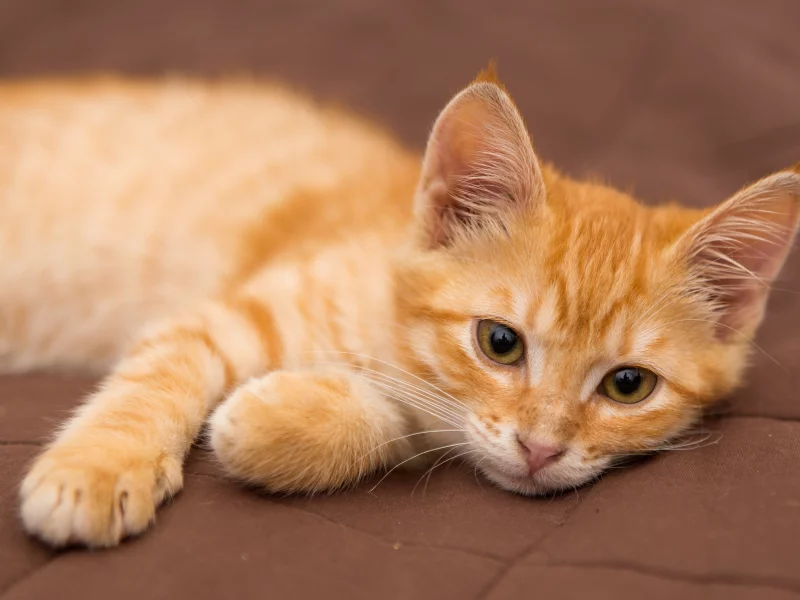котёнок, взгляд, усы