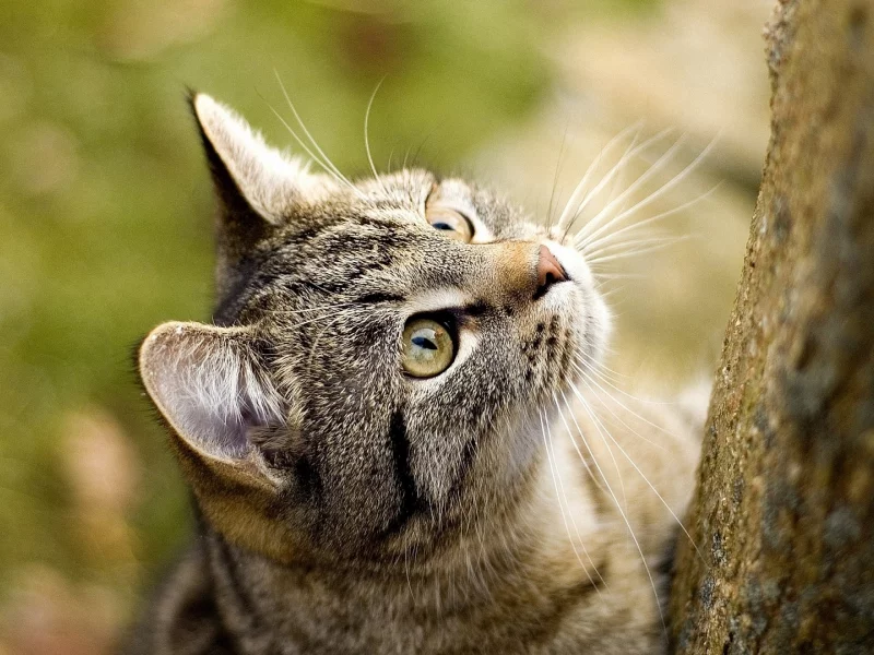 кошка, взгляд вверх, животное
