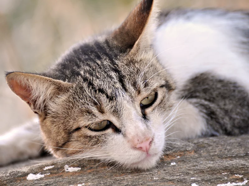 кот, лежит