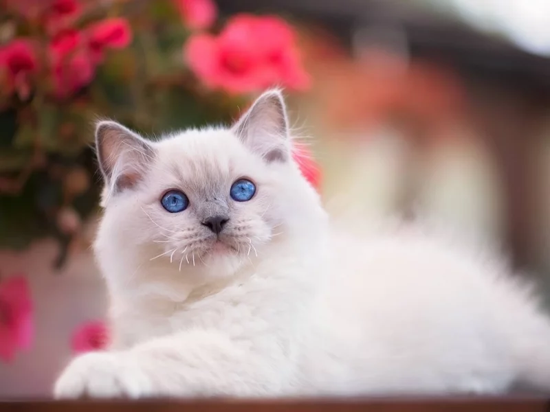 котёнок, маленький