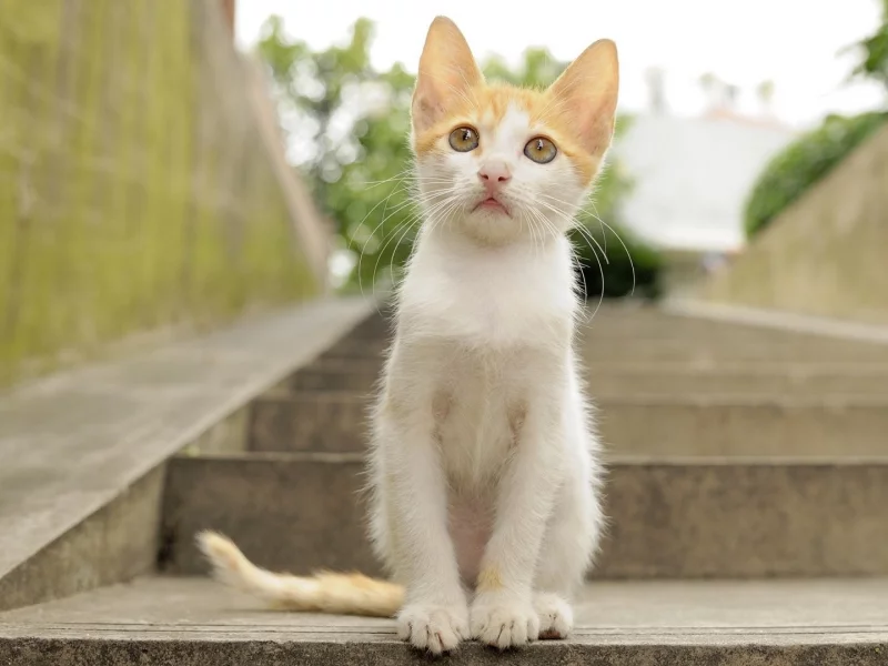 котёнок, маленький, взгляд