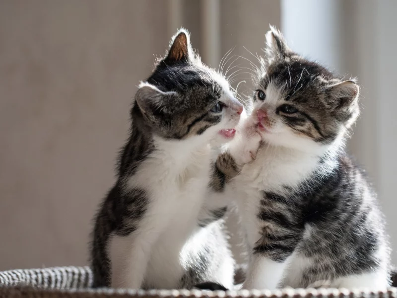 котята, двое, маленькие