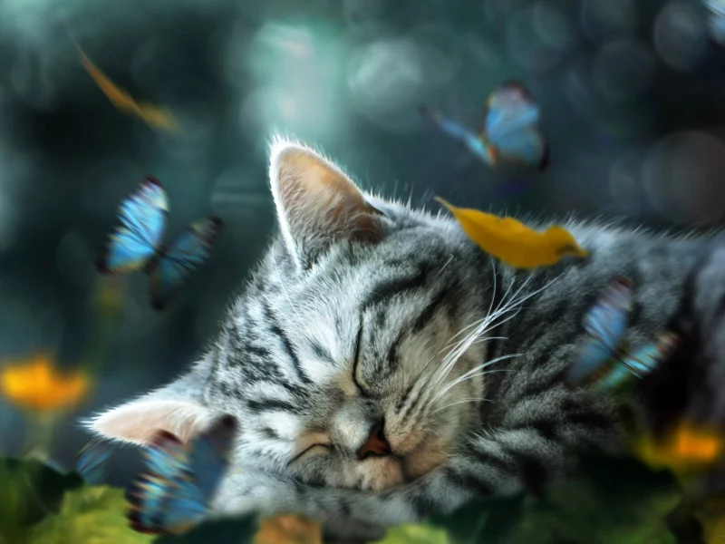 котёнок, маленький, спит