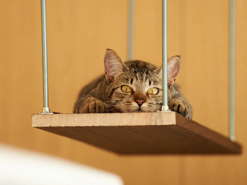 кот, взгляд, животное