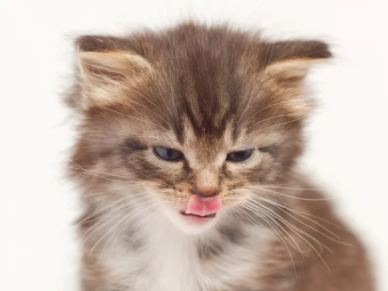 котёнок, маленький