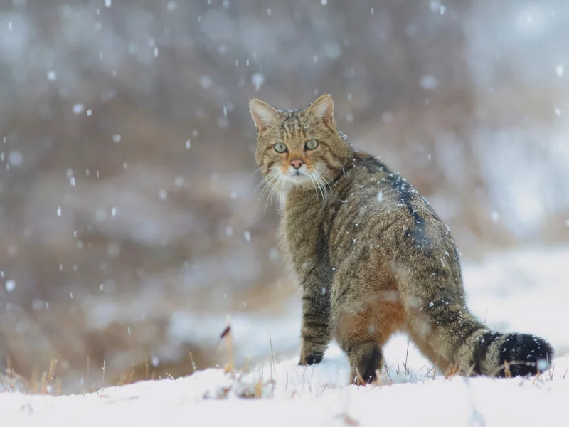 кот, взгляд, зима, снег