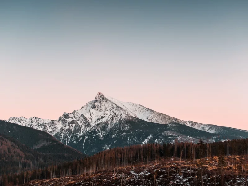 лес, деревья, горы