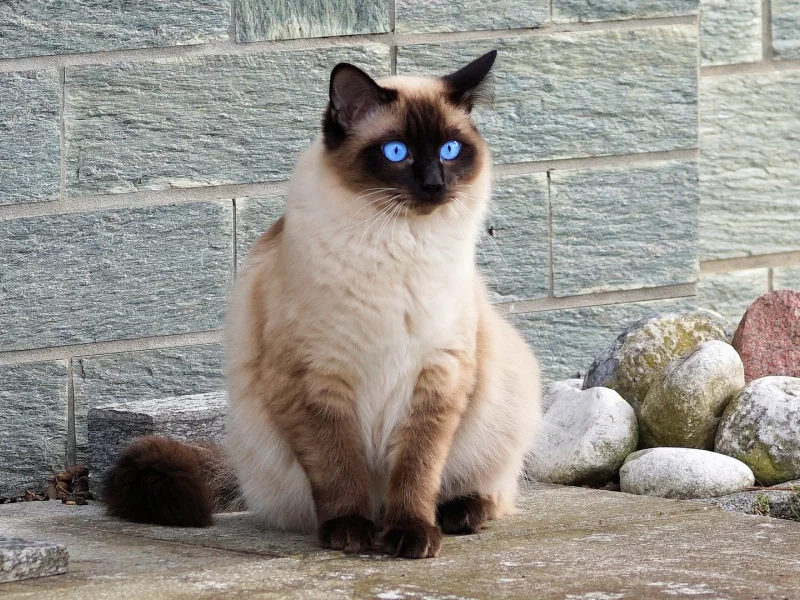 кошка, сиамская, взгляд