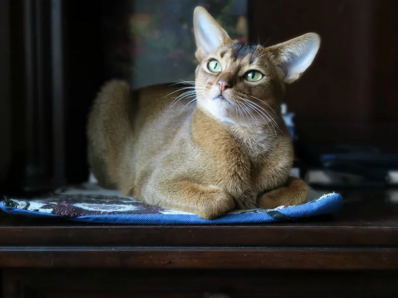 кот, взгляд, животное