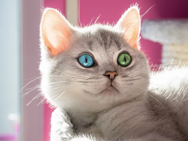 кошка, взгляд, глаза