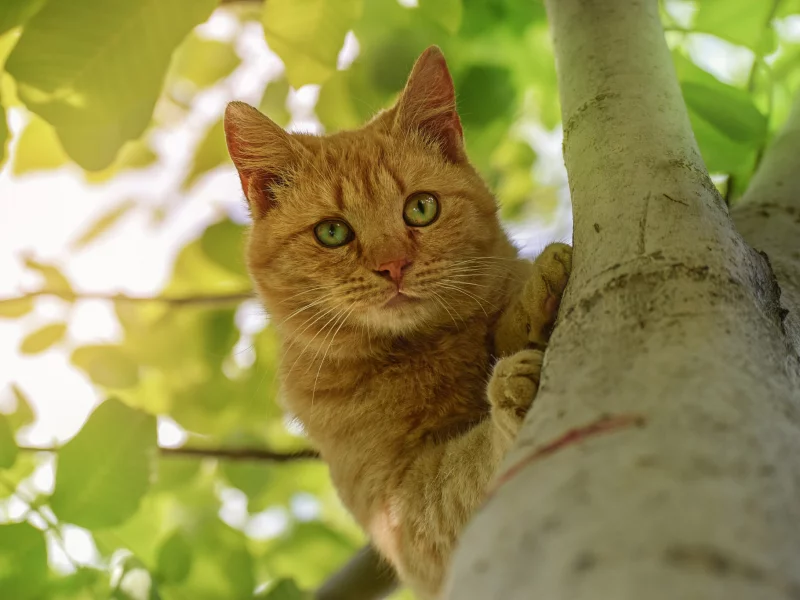 кот, взгляд, усы