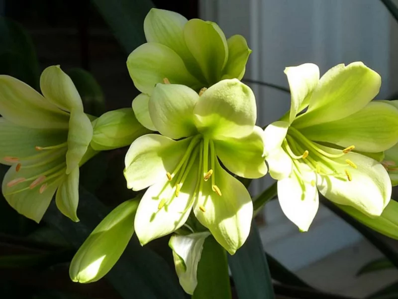 кливия, цветы