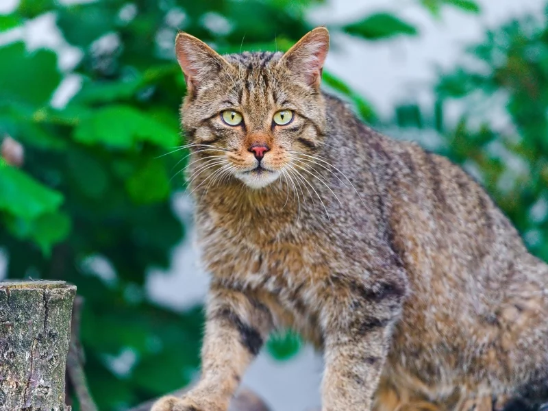 кот, взгляд, животное