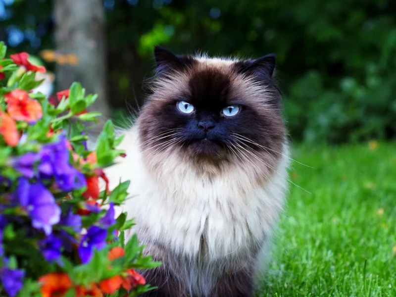 кошка сиамская, взгляд
