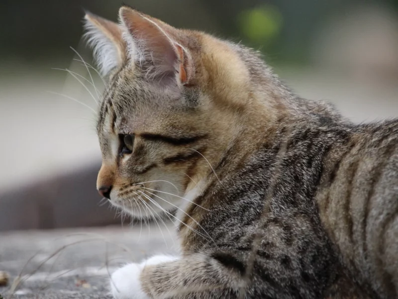 кошка, животное