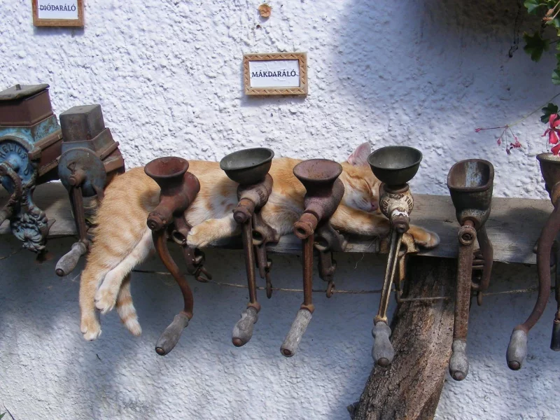 photo, funny