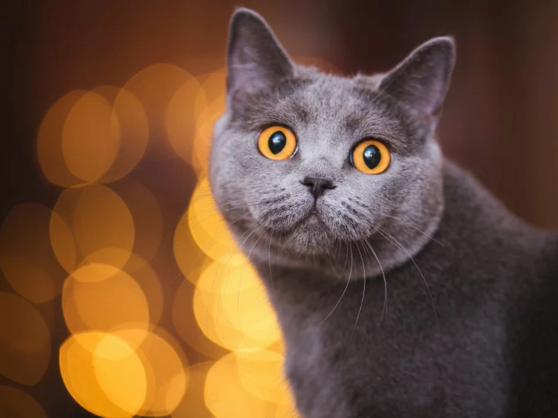 кот, взгляд, животное