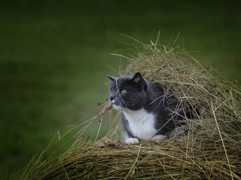 кот, взгляд, усы, укрытие, наблюдение, сено