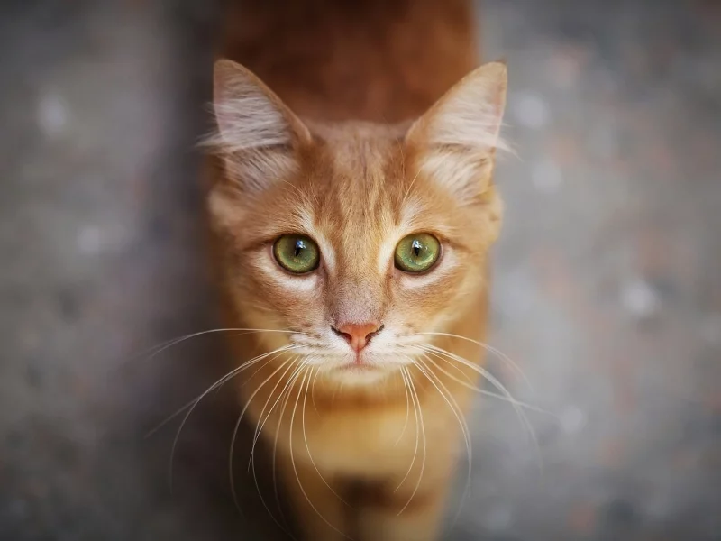 кот, рыжий, взгляд