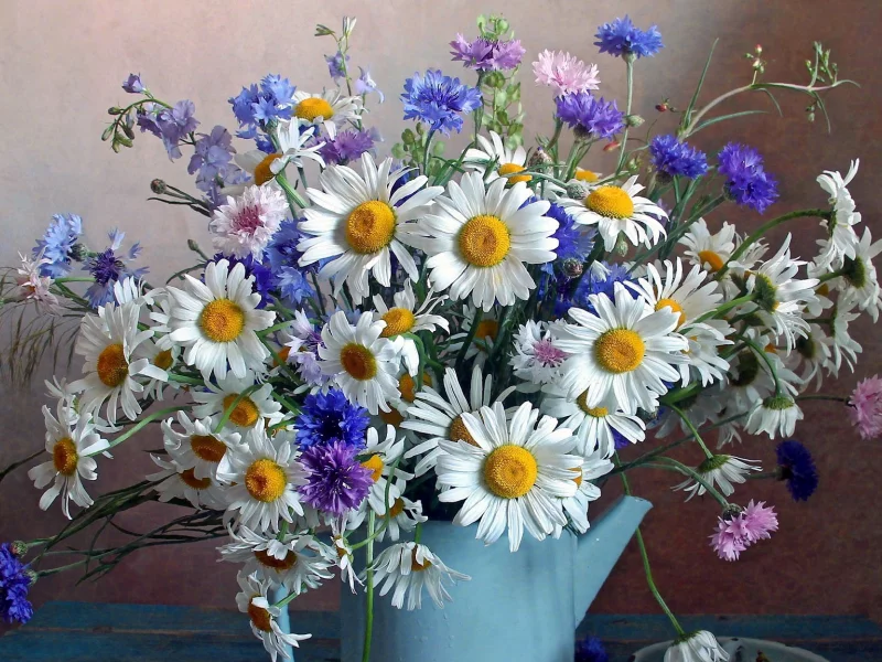 ромашки, цветы, букет