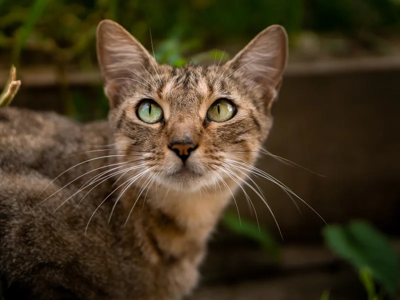 кот, взгляд