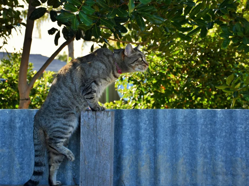 кот, взгляд, фон, кошка
