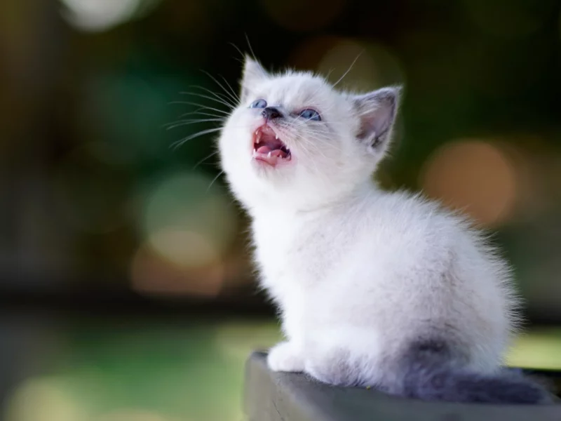 котёнок, маленький