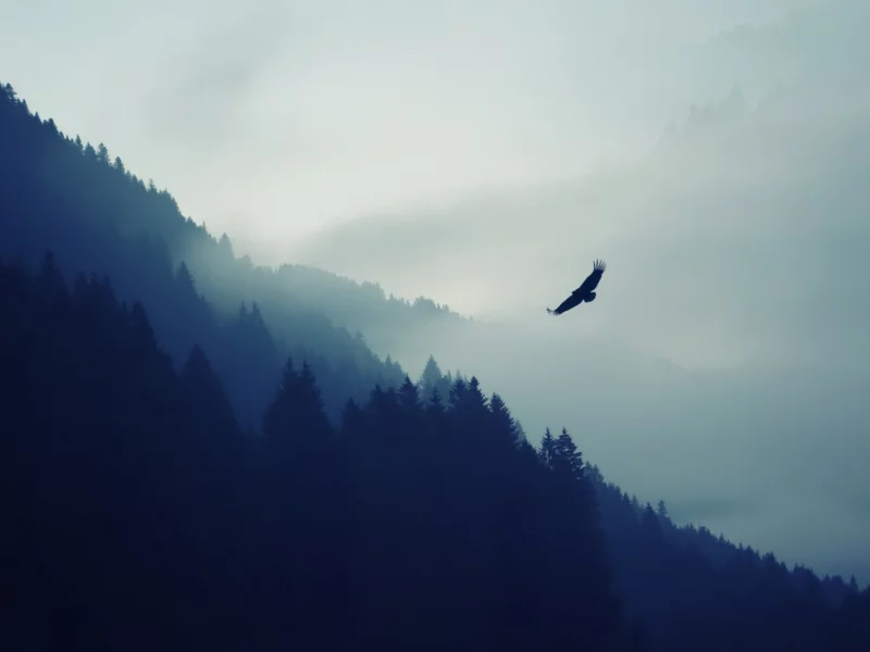 горы, лес, туман