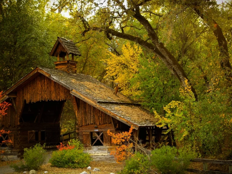 лес, деревья, домик