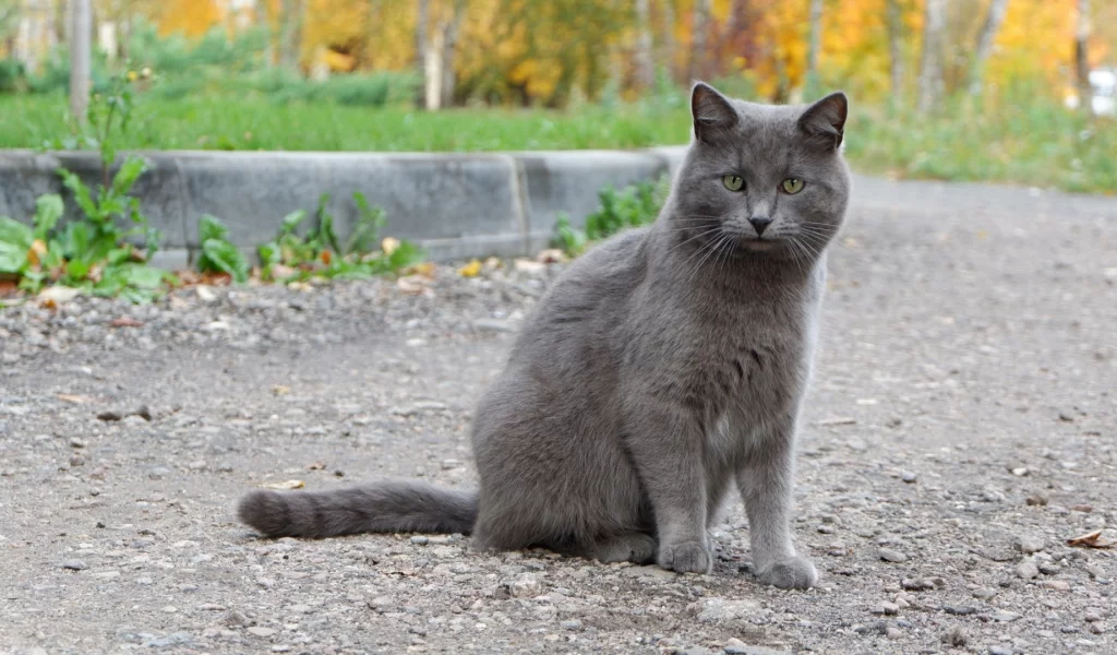 кот, взгляд, животное
