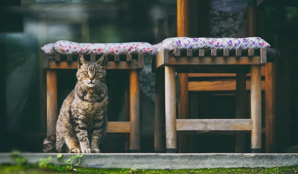 кот, животное, сидит