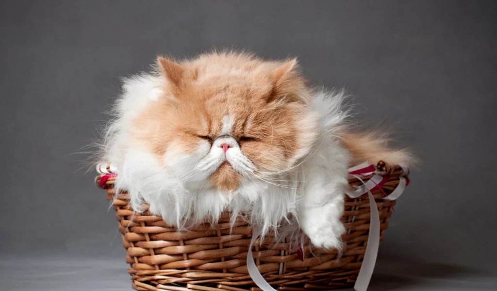 кот персидский, лежит, в корзине