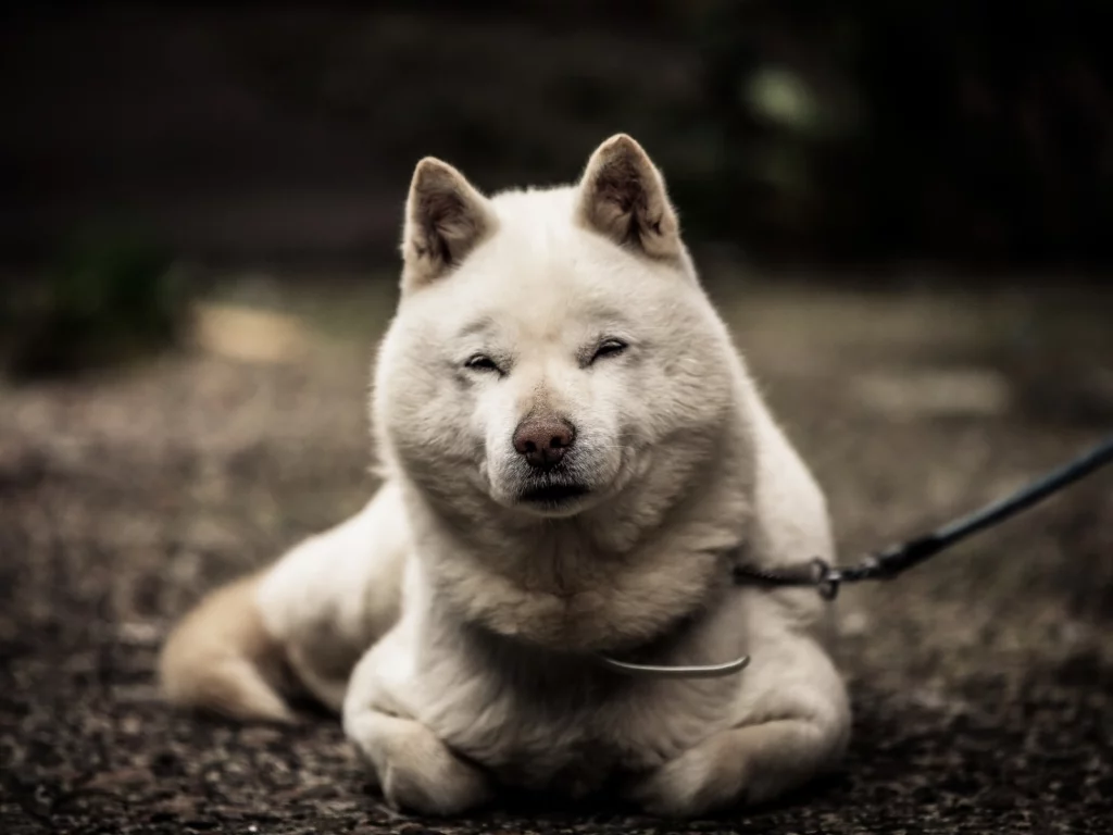собака, животное