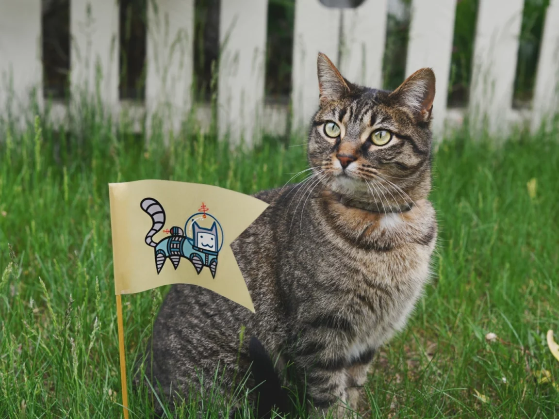 кот, взгляд, животное