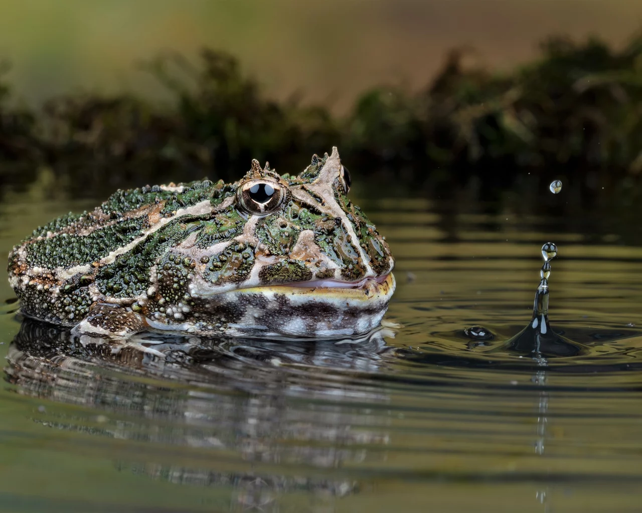 лягушка, вода