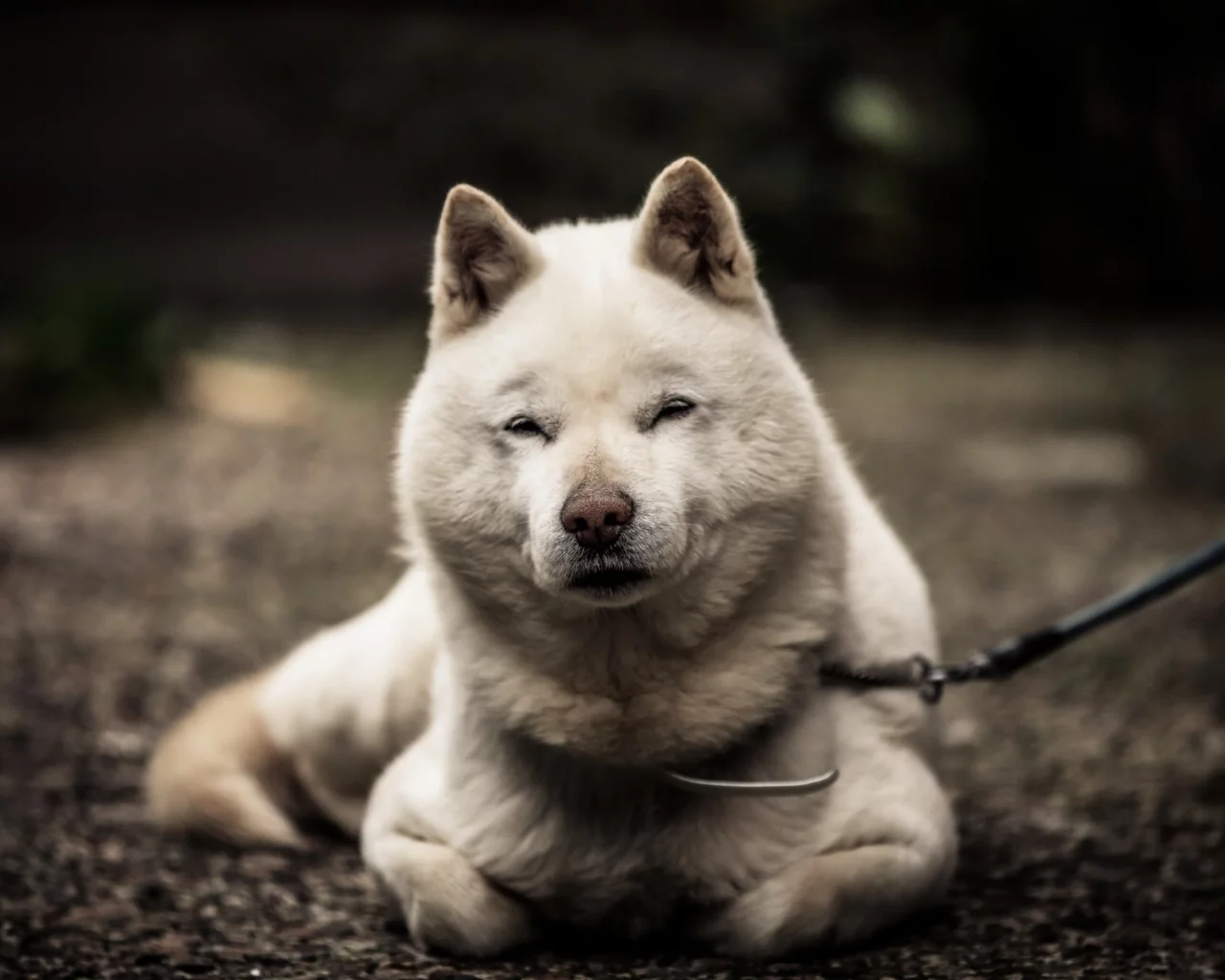 собака, животное