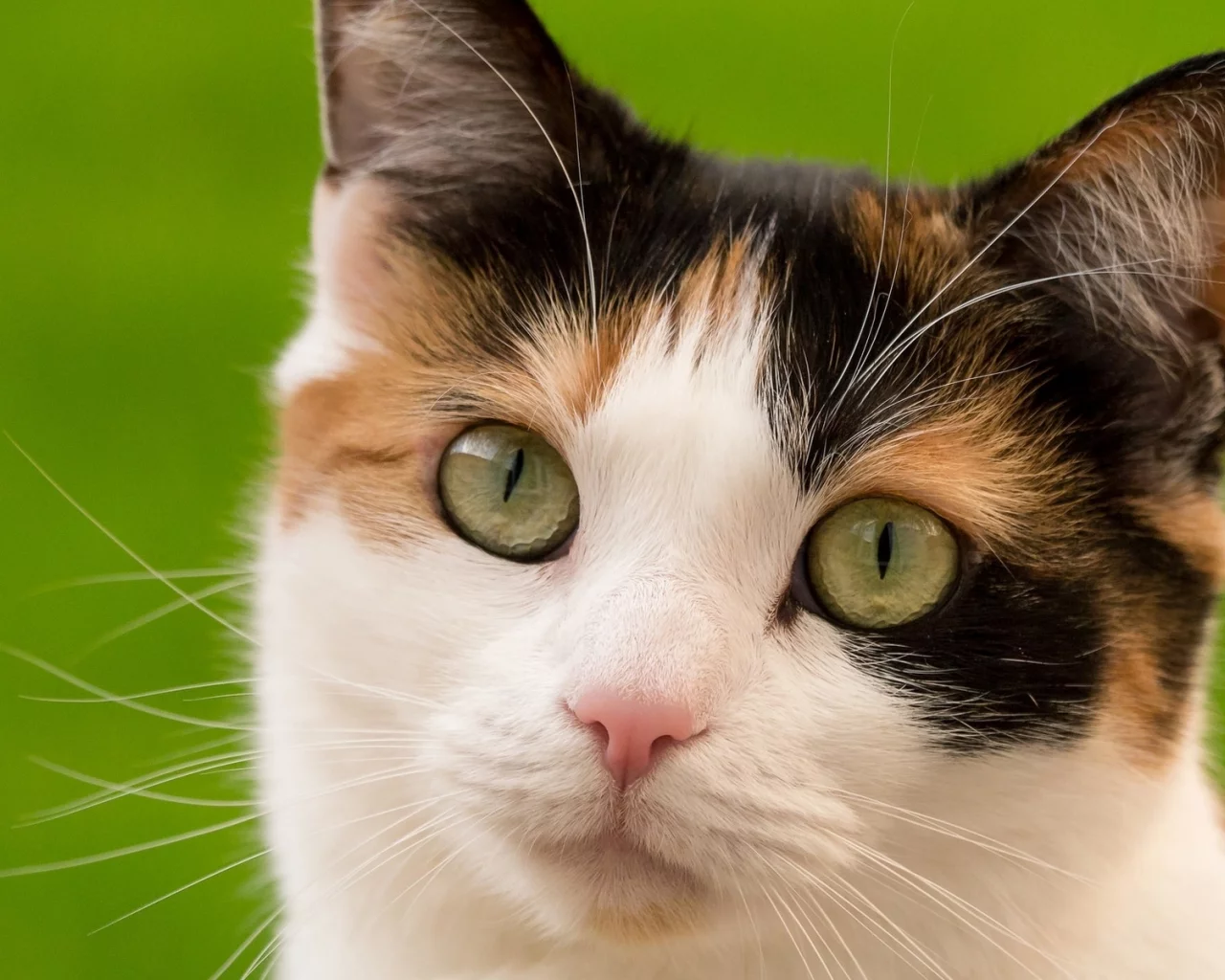 кошка, взгляд, животное