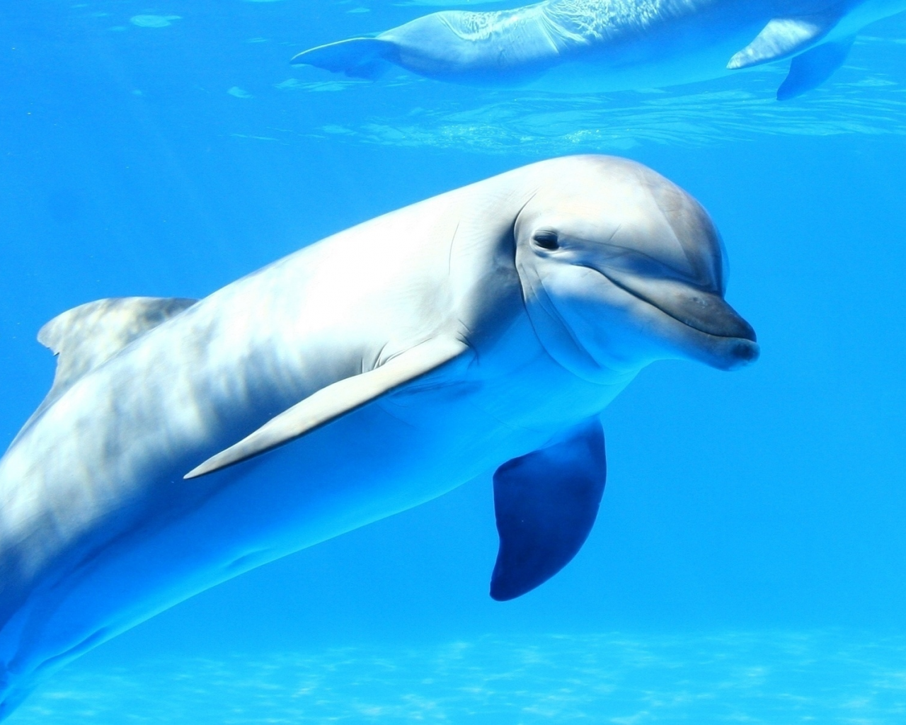 дельфин, море