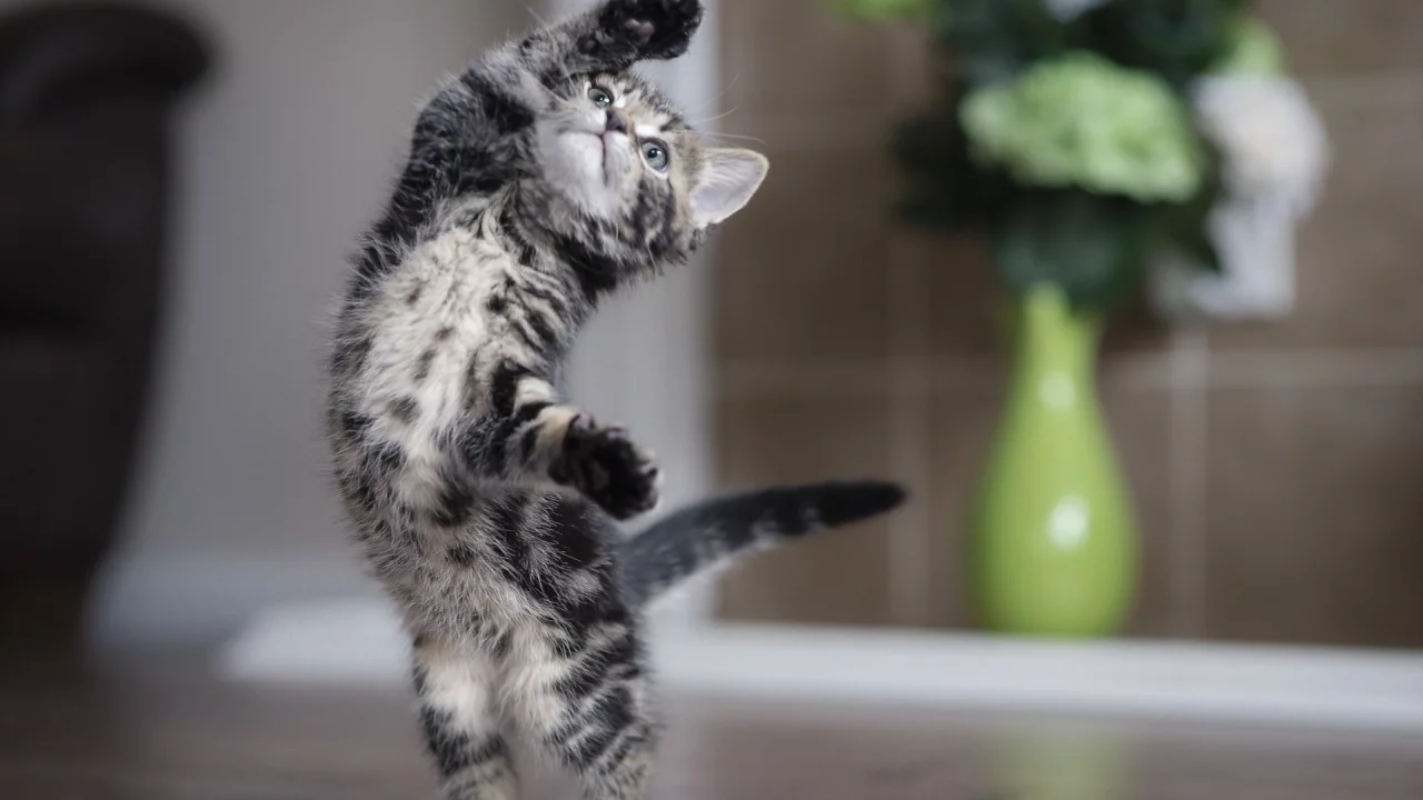 котёнок, маленький