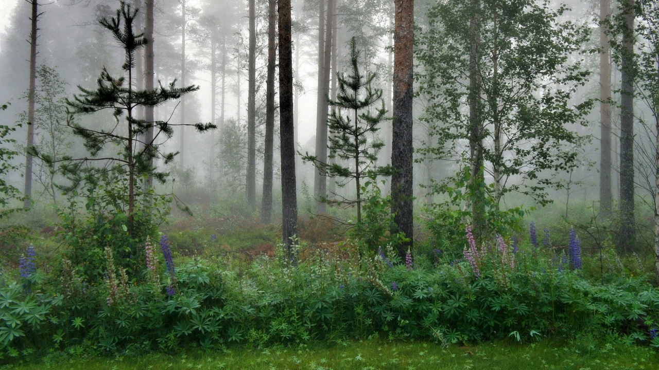 лес, деревья, туман