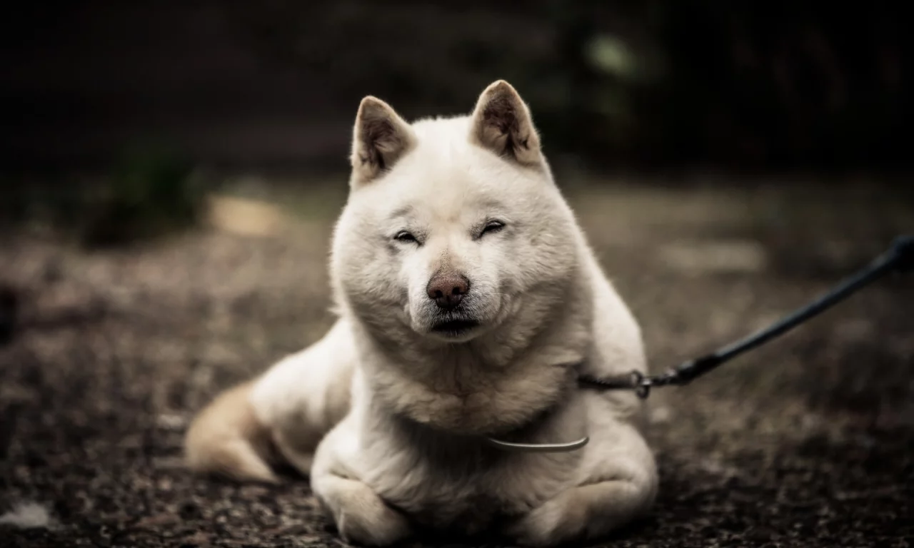 собака, животное