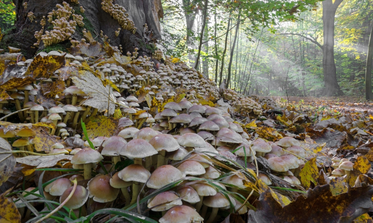 грибы, сырость, осень