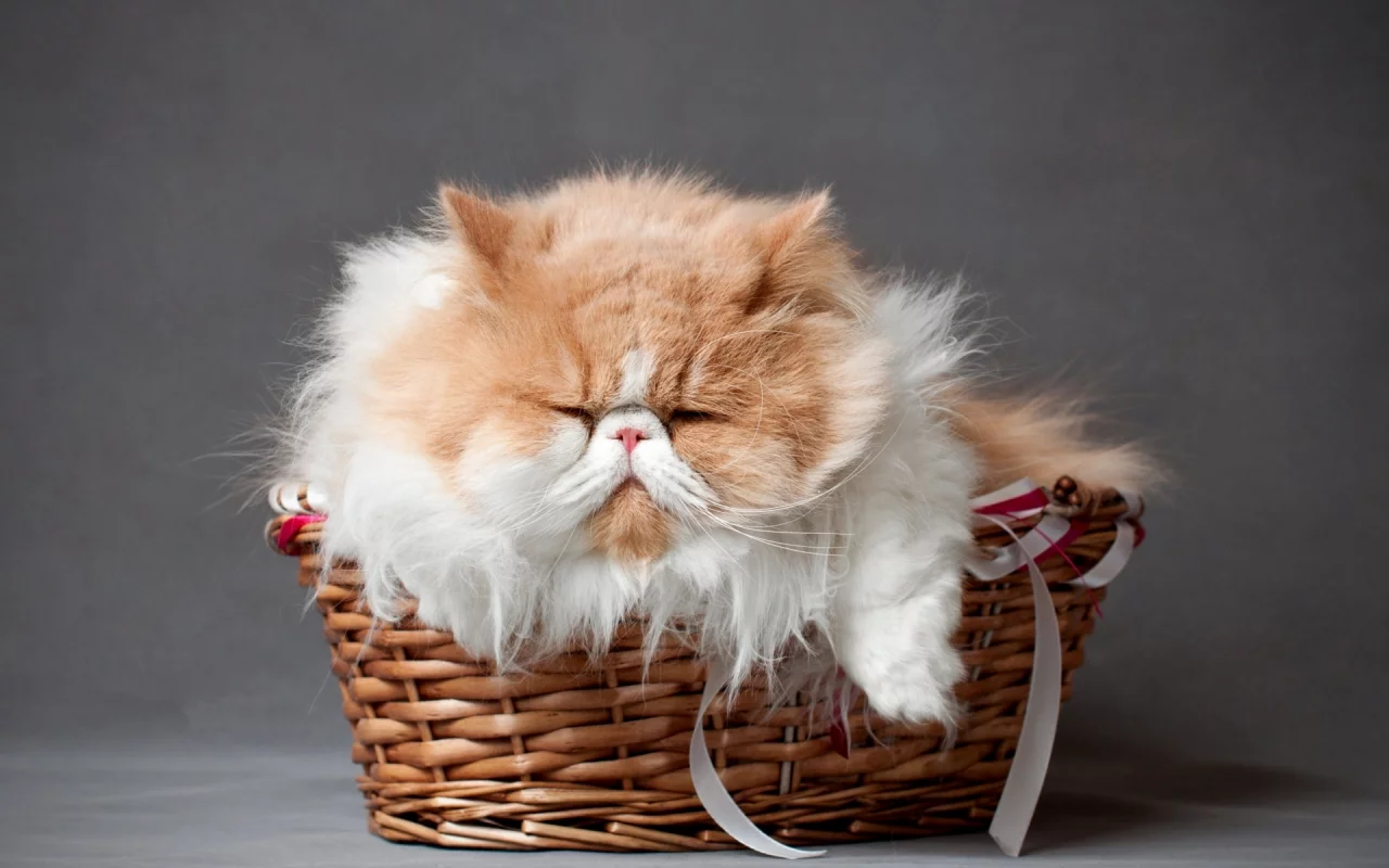 кот персидский, лежит, в корзине