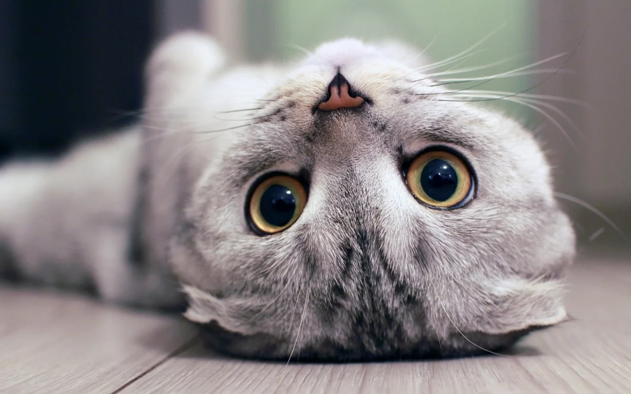 кот, взгляд, лежит на спине
