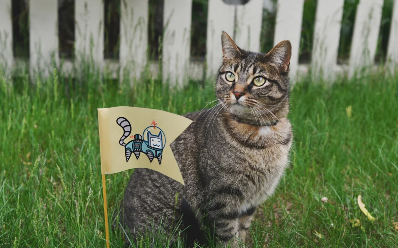 кот, взгляд, животное