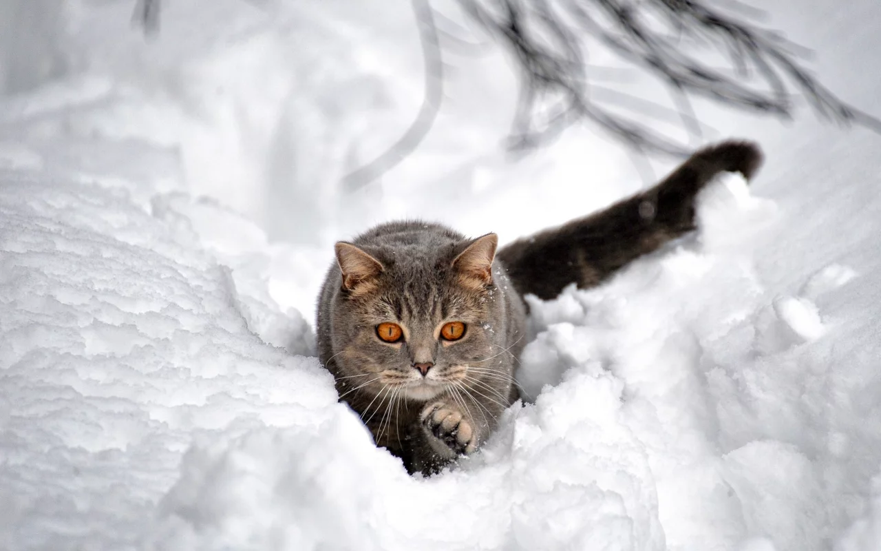 кот, взгляд, усы, снег, сугроб