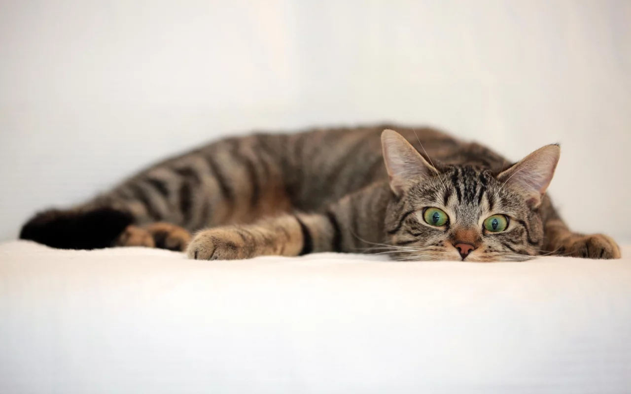 кот, взгляд, усы